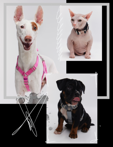 Дневник редактора моды: Эмма Коррин на обложке Vouge Germany, Гвинет Пэлтроу в кампейне Saint Laurent и другие фэшн-новости недели