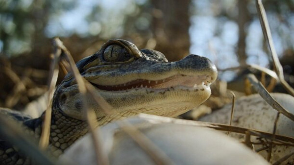 6-серийный хоррор со звездой &laquo;Очень странных дел&raquo; как глоток свежего воздуха &mdash; такого еще никто не снимал