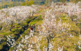 «Рай под ногами матерей»: в чем феномен кыргызской дилогии