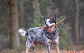 Тайна Барбоса: Что на самом деле украл легендарный пёс в советской комедии?