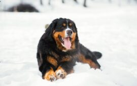 Хвостатые кинозвезды: какая порода собаки была в фильме, который заставил вас плакать или смеяться?