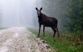 Рогатый кинематограф: в каком фильме был лось и почему вы его точно не забудете