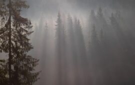 Август: о чем фильм, который заставил всех спорить? Разбираем по косточкам