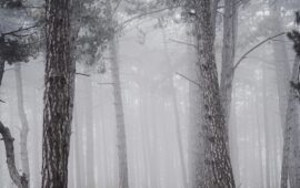 Твин Пикс: сериал, какой год навсегда изменил телевидение?